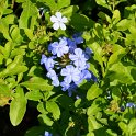Plumbago auriculata 'Caraibes'